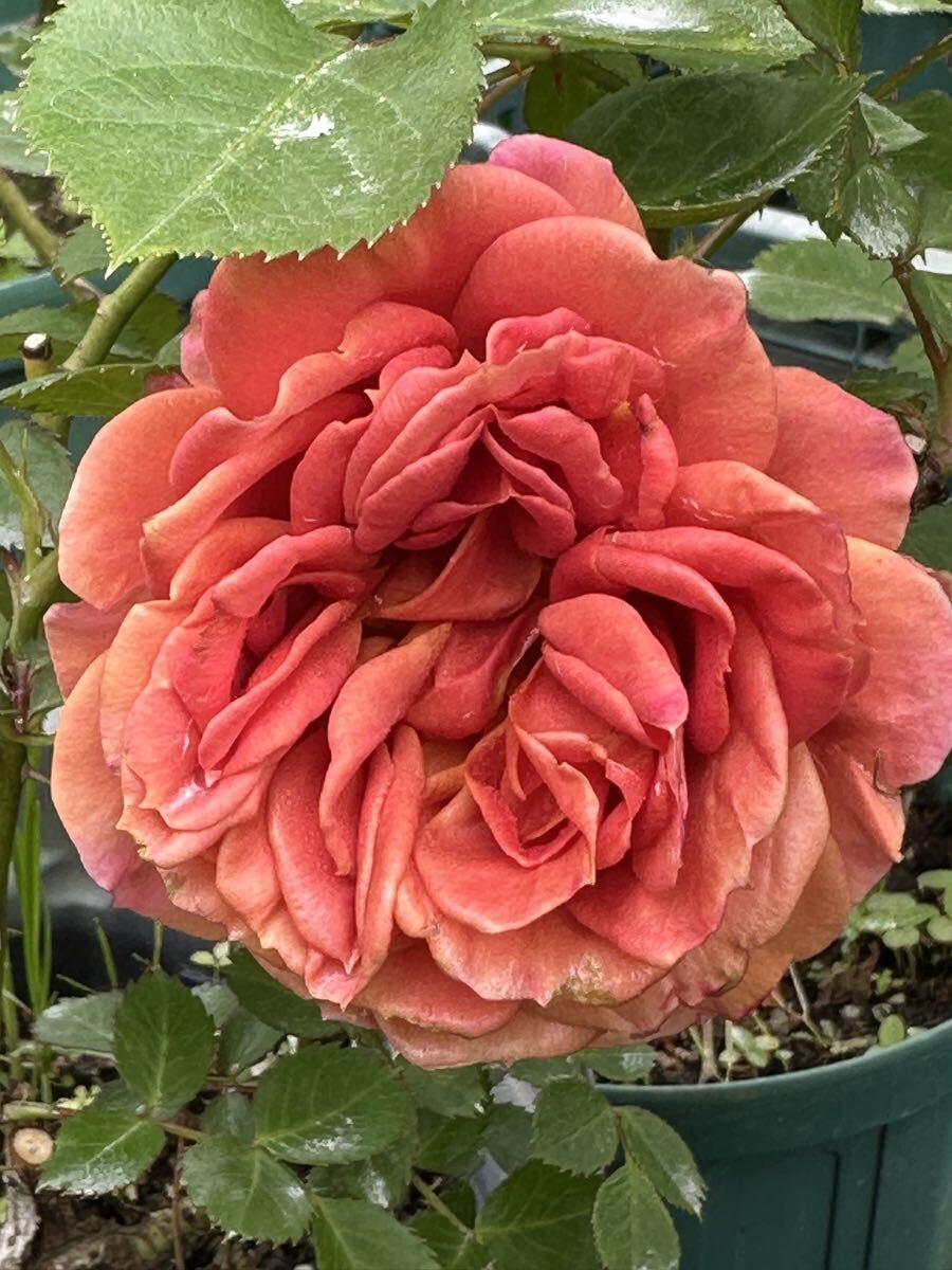 バラ苗 入手困難な稀少品種 パンプキン・カラーの魁【パンプキン・パッチ】拍卖