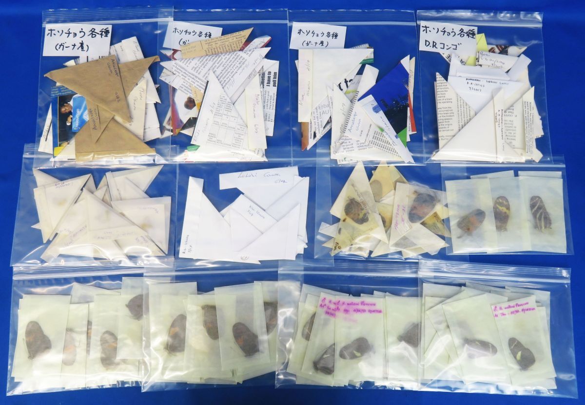 郵R9413◆未展翅 蝶標本 三角紙セット(83)外国産《ウォーレスドクチョウ/メリナエアイソコンマ/ホソチョウ,セセリチョウ? 各種 他》一括拍卖