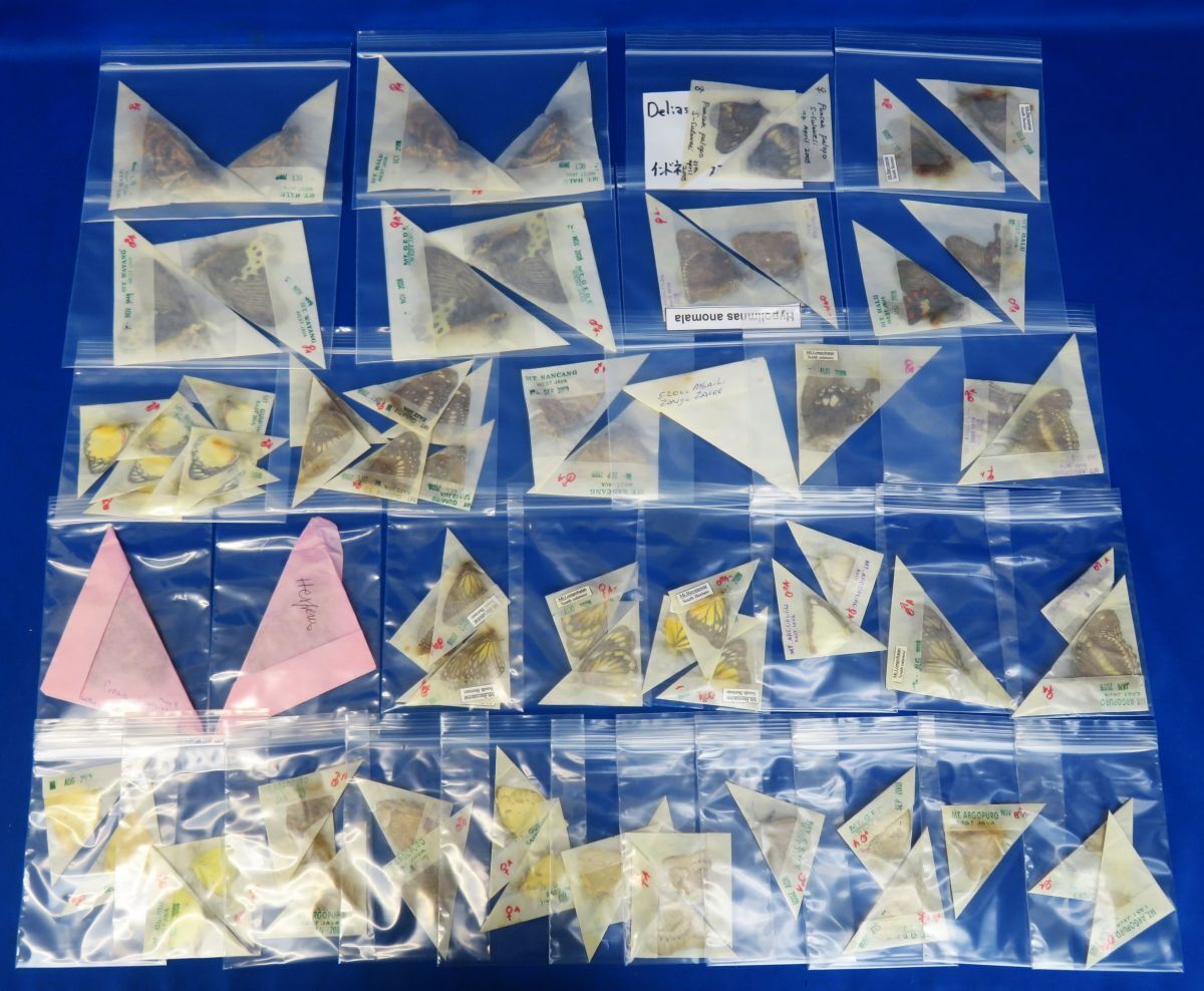 郵R9414◆未展翅 蝶/蛾 標本 三角紙セット(84) 外国産(メンガタスズメ/アゲハチョウ,カザリシロチョウ,タテハチョウ 各種 他)一括拍卖