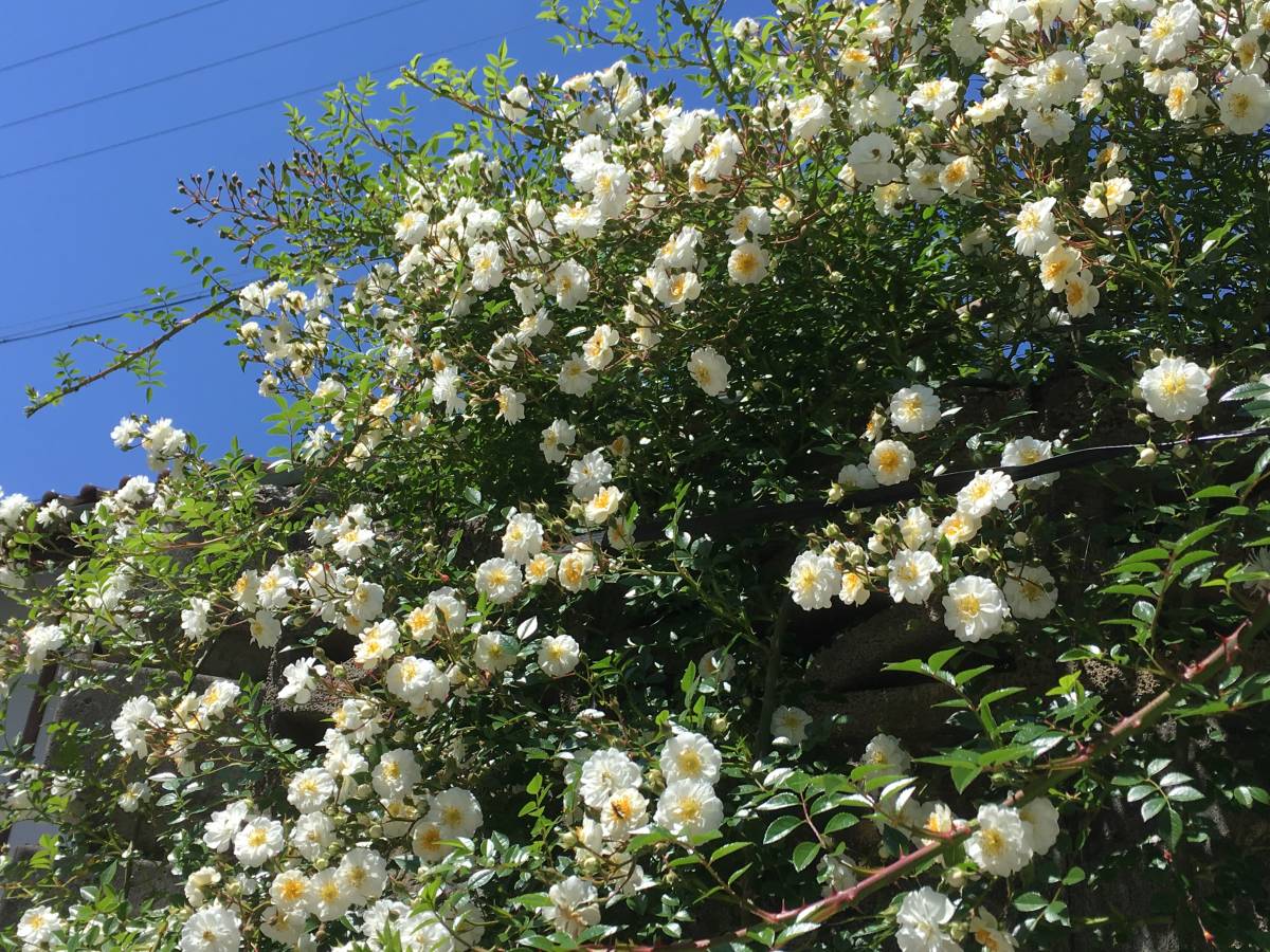 ★☆つるバラ ナイアガラフォール ホワイト ☆★拍卖