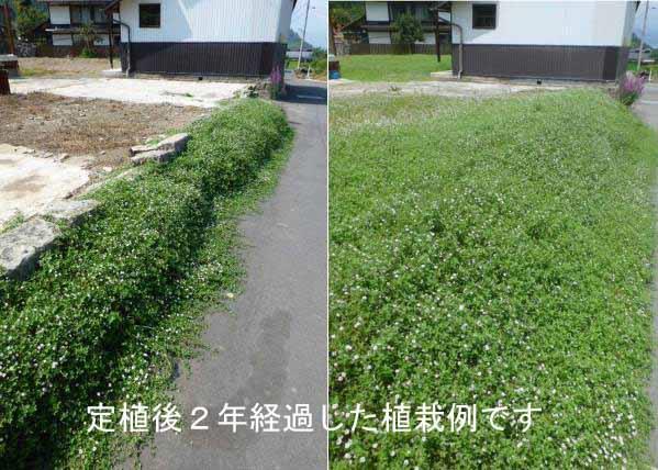 ヒメイワダレソウ リッピア  70鉢 白色  7.5cm拍卖