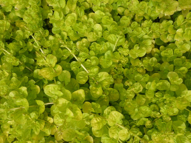 ★☆リシマキア オーレア 7.5cmポット 15鉢セット ☆★拍卖