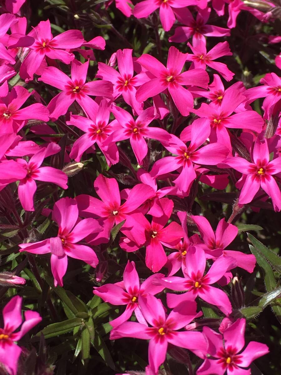 ★☆芝桜 スカーレットフレーム 10鉢セット☆★拍卖