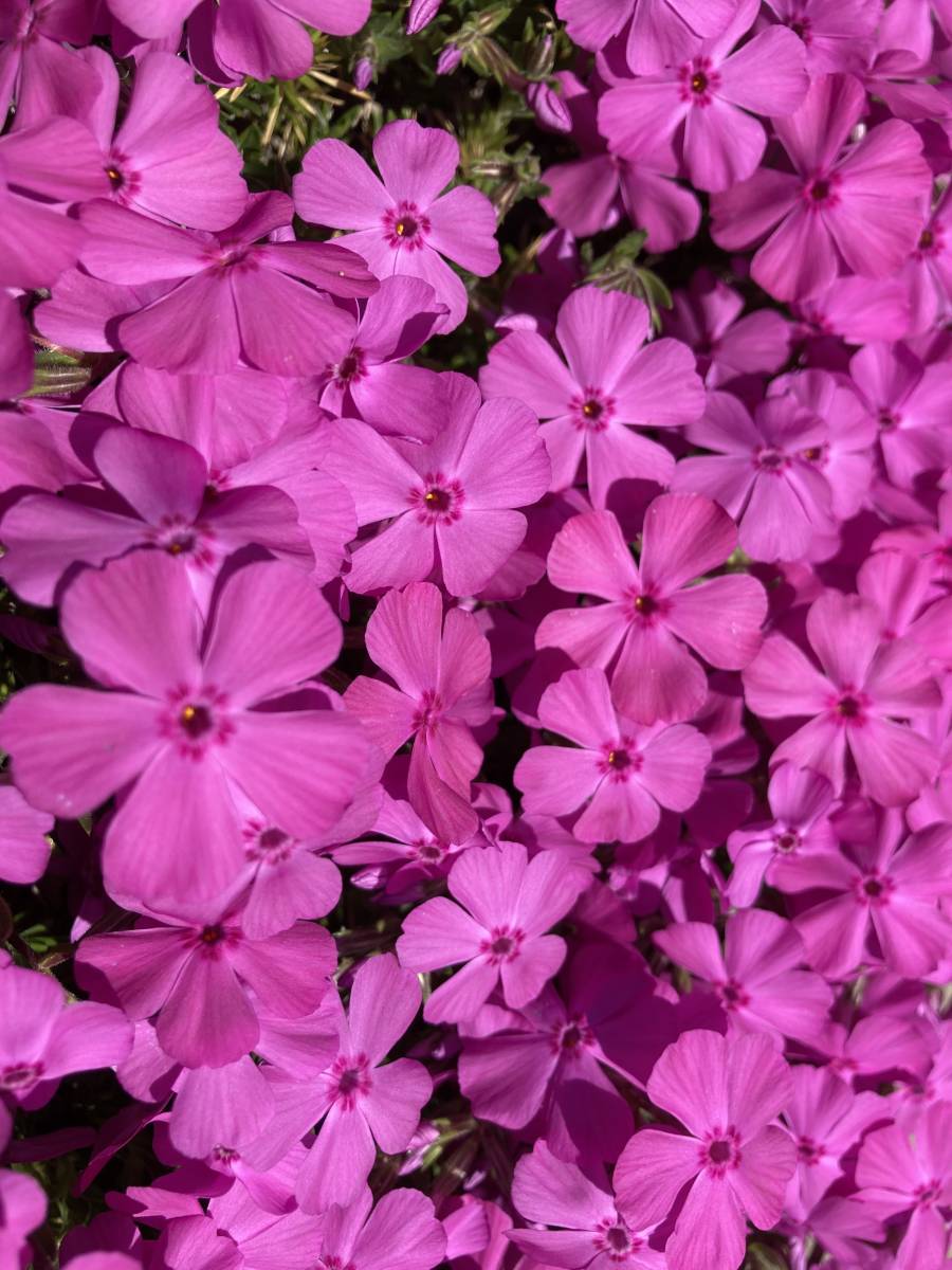 ★☆芝桜 ダニエルクッション 濃いピンク 10鉢セット☆★拍卖