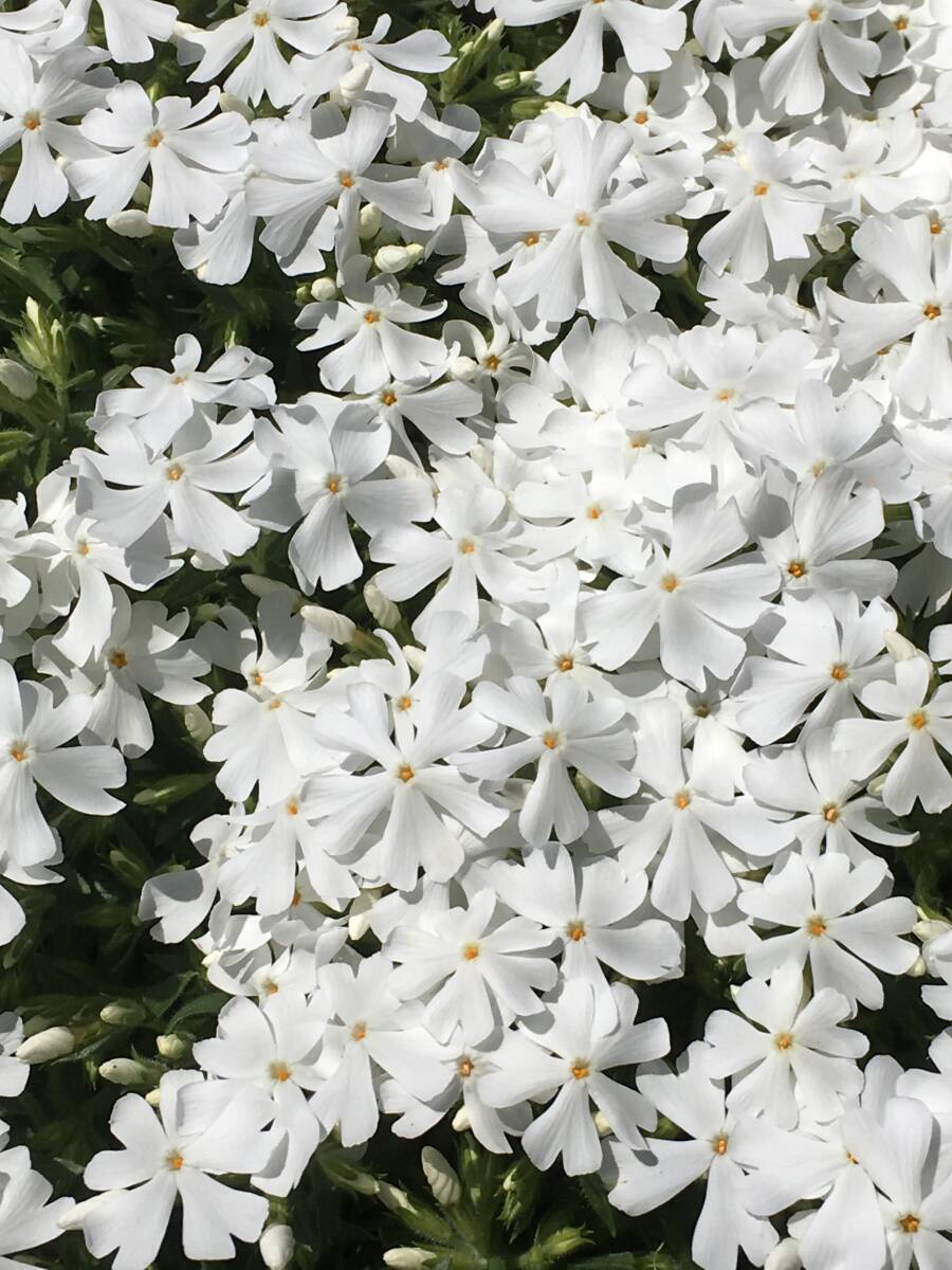 ★☆芝桜 ガルビデスホワイト  10鉢セット☆★拍卖