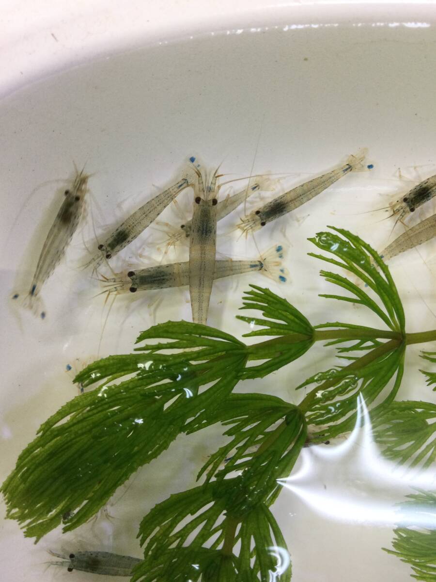 ☆置くだけ簡単レイアウト! 水草3種 4個セット+ヤマトヌマエビ 5匹 メダカ水槽に♪②拍卖