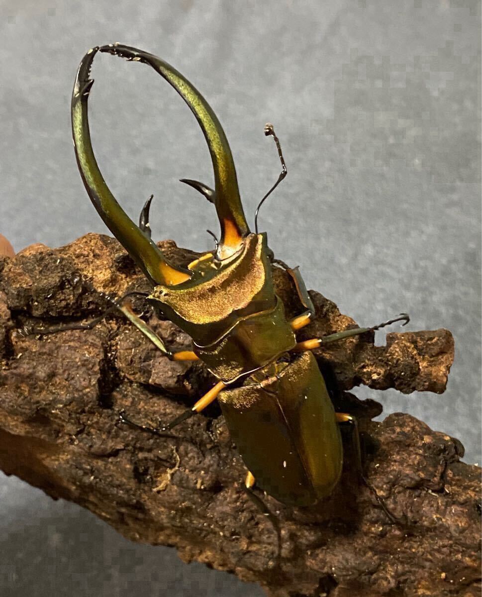 エラフスホソアカクワガタ エラフス 初2令幼虫2頭 種親大型93.7mm拍卖