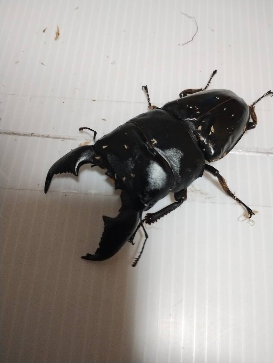 スマトラオオヒラタクワガタ ペアⅠ拍卖