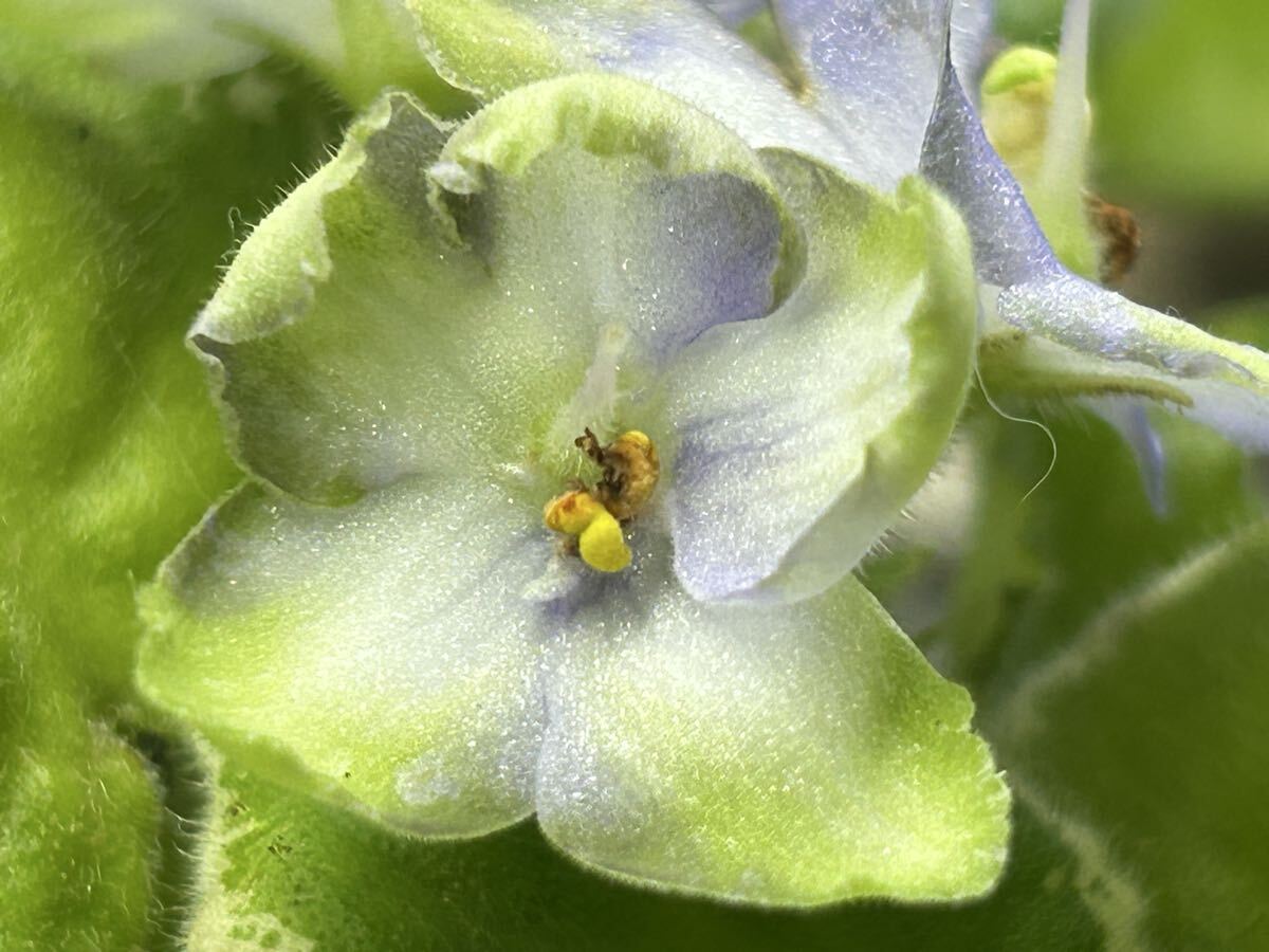 セントポーリア ☆ フロスティフローリック ☆ 普通種 拍卖