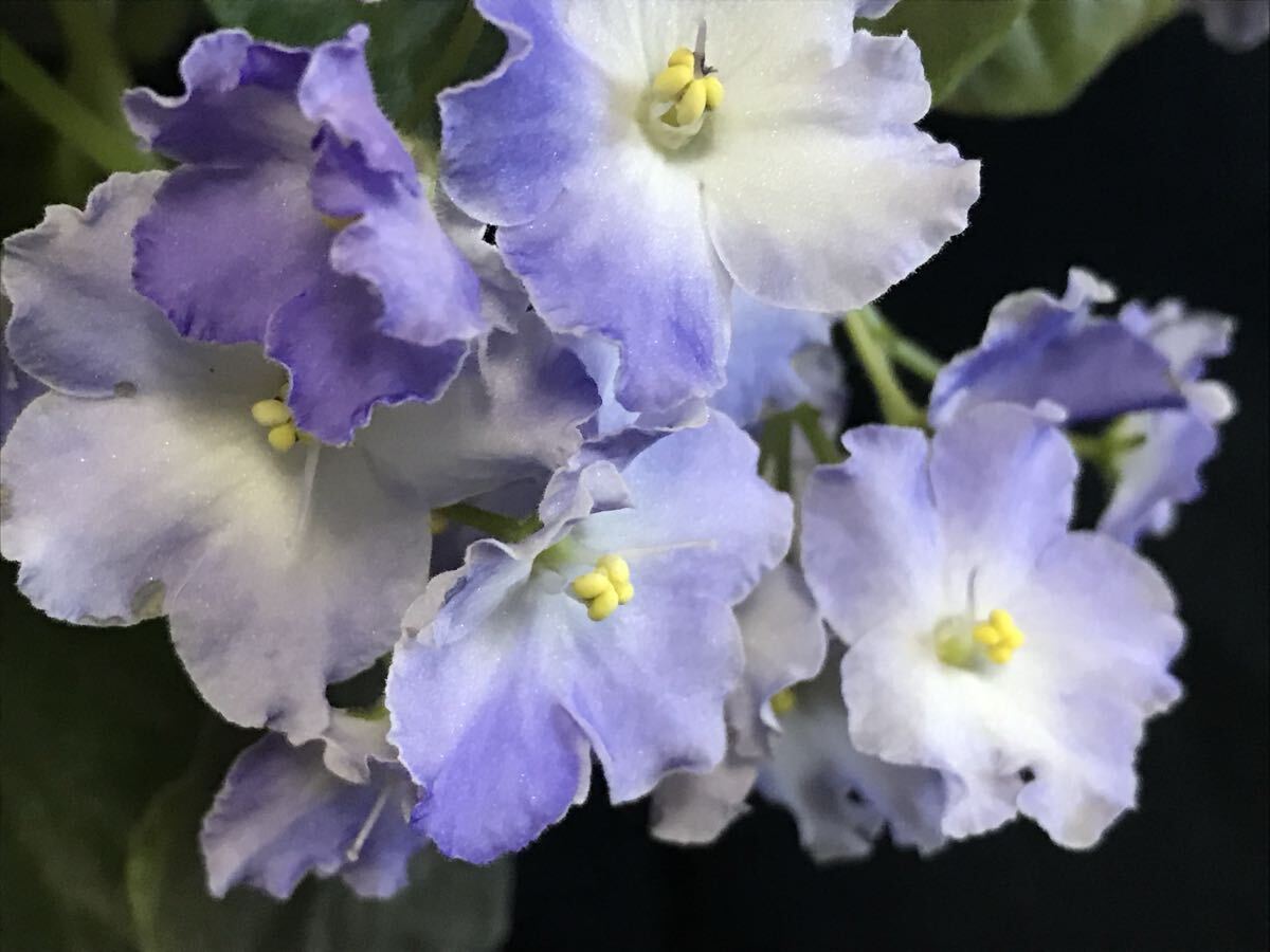 セントポーリア ☆ イエスタデイズエビデンス  ☆  トレイル拍卖