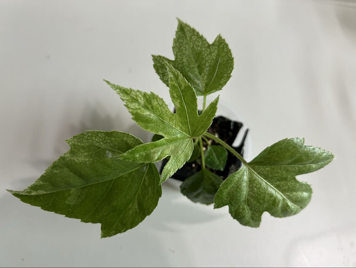 斑入りヤツデ ☆ スパイダーウェーブ ☆ 拍卖