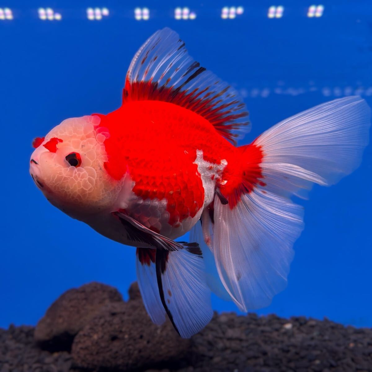 【輸入記念・数量限定】G.O.R タイ産 ジャイアントオランダローズテール 18cm± PLATINUMランク|金魚専門店 悟空 ローズテールオランダ拍卖