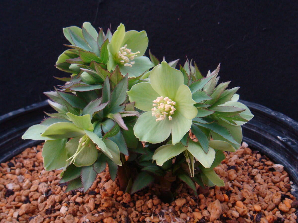 原種クリスマスローズ 自生地採取株 シクロフィルス Late AH. 9144拍卖