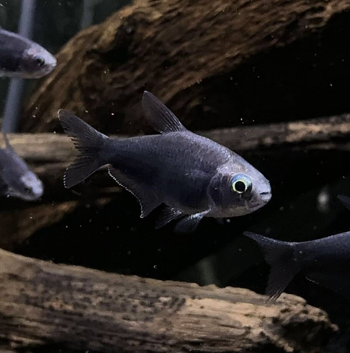 PURE熱帯魚☆即決 ブラックエンペラーテトラ 10匹 真っ黒になるテトラ!インパクト間違えなし☆拍卖