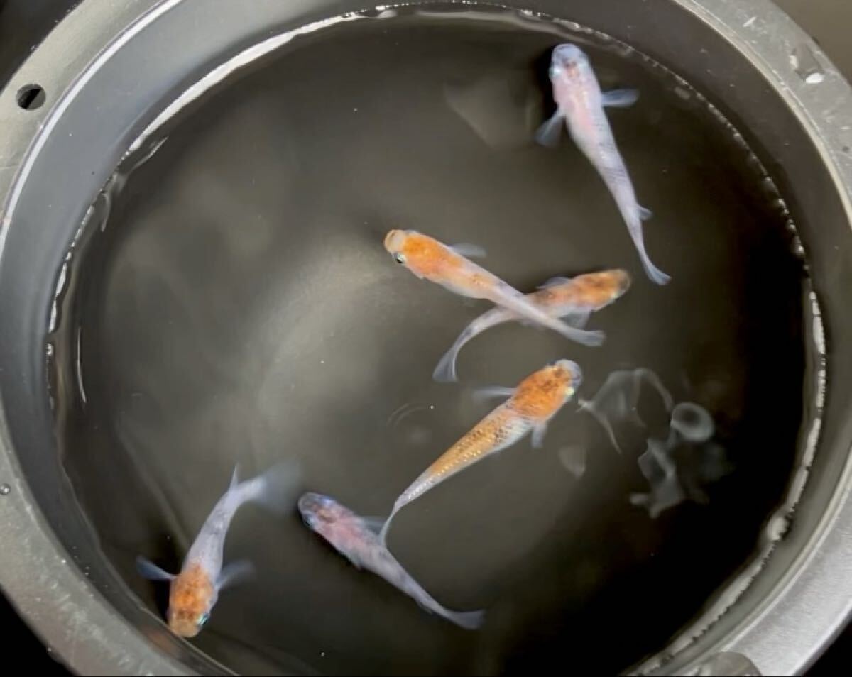 ☆坂出三色ラメ 若魚(6月下旬生まれ) 3ペア 合計6匹 ☆ メダカ めだか 三色 三色ラメ 若魚 坂出様直系 現物出品拍卖