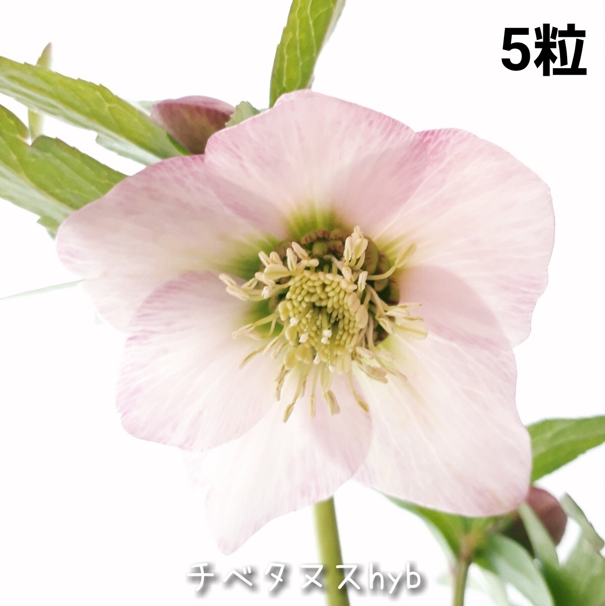 Z①チベタヌスhyb 5粒*クリスマスローズの種子*宿根草 花の種拍卖