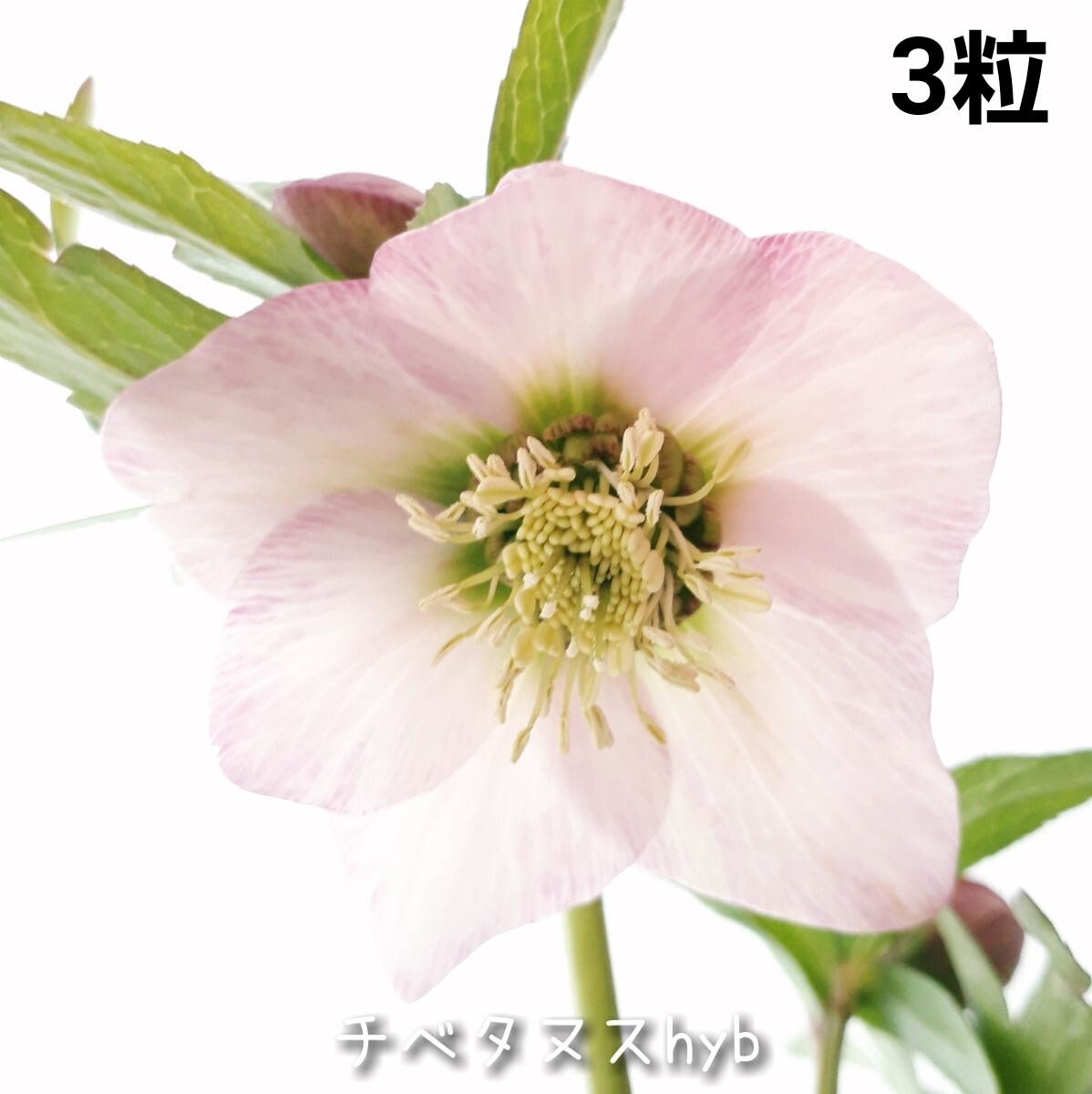 Z②チベタヌスhyb 3粒*クリスマスローズの種子*宿根草 花の種拍卖