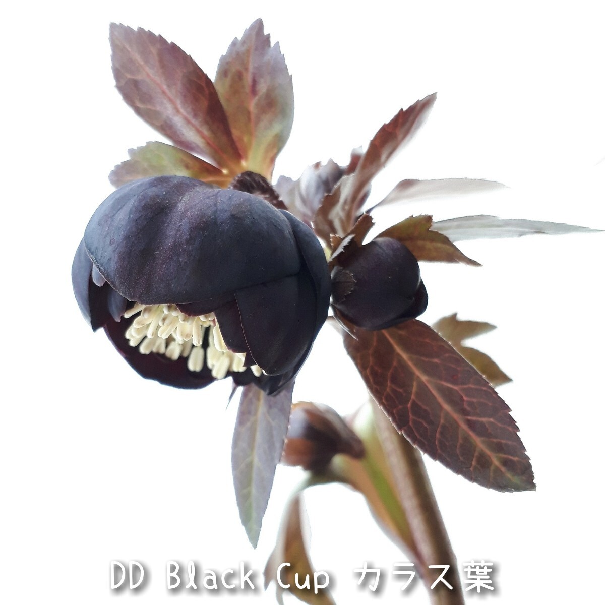 N①DD Black Cup 5粒*クリスマスローズの種子*宿根草 花の種拍卖