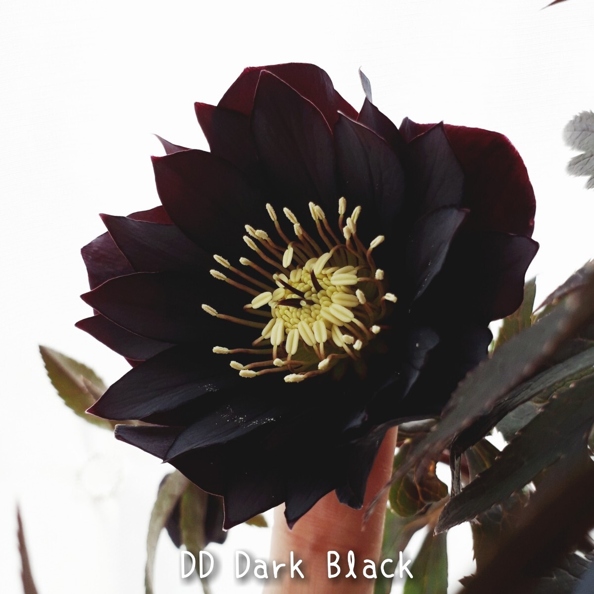 H②DD Dark Black 5粒*クリスマスローズの種子*宿根草 花の種拍卖