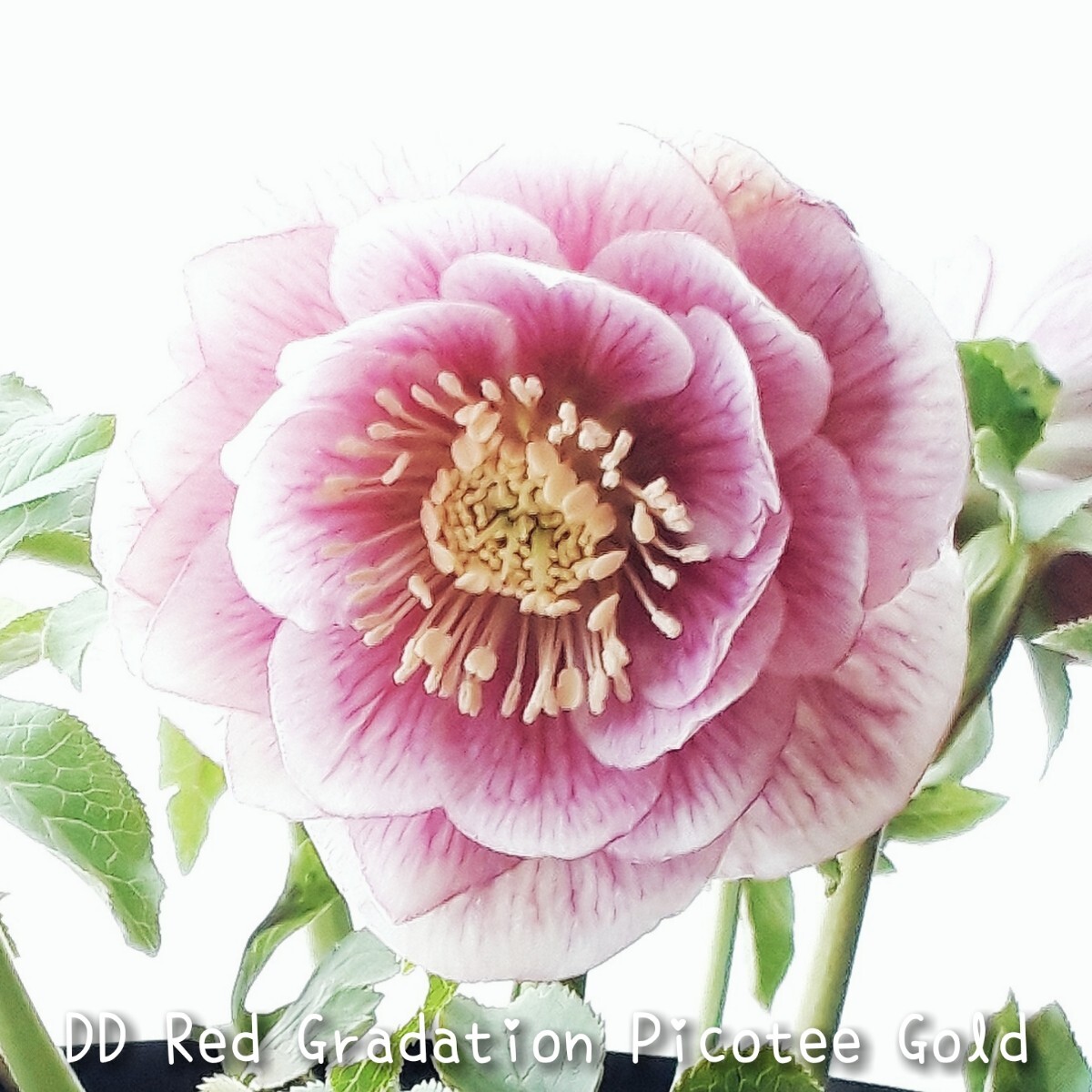 H④DD Rose Pink Gradation Vein 5粒*クリスマスローズの種子*宿根草 花の種拍卖