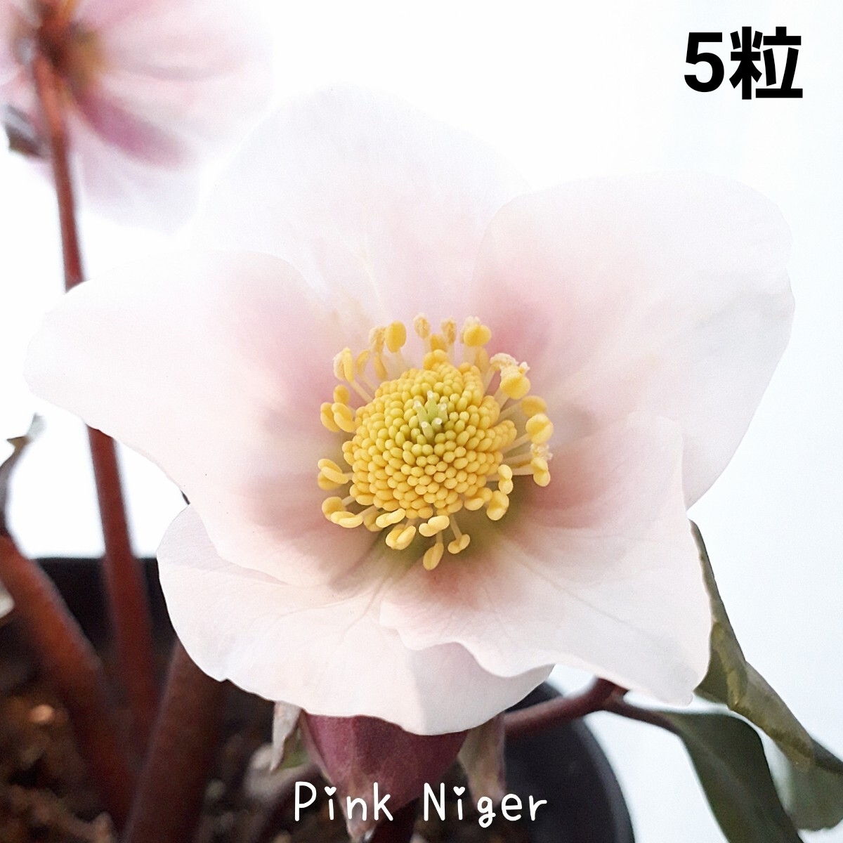 P①ピンクニゲル 5粒*クリスマスローズの種子拍卖