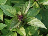 ★シナモンバジル★★種20粒★同梱可★拍卖