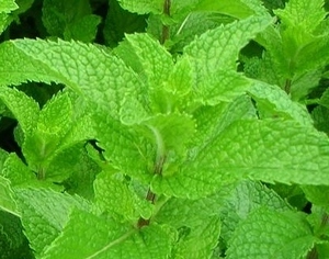 ★★★ペパーミント種子 約100粒★★★同梱可拍卖