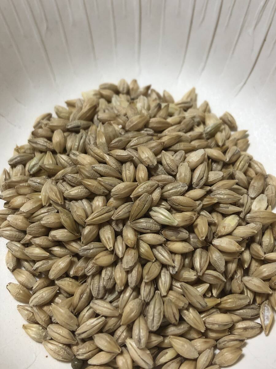 即決★二条大麦 ビール麦約100粒 種子拍卖