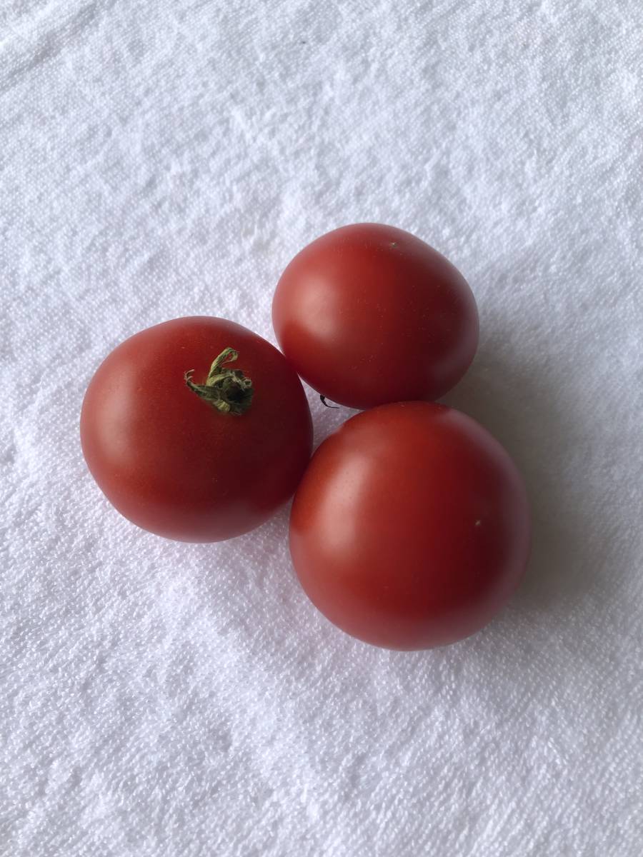 即決★甘い♪フルーツトマト 種子10粒☆同梱可拍卖
