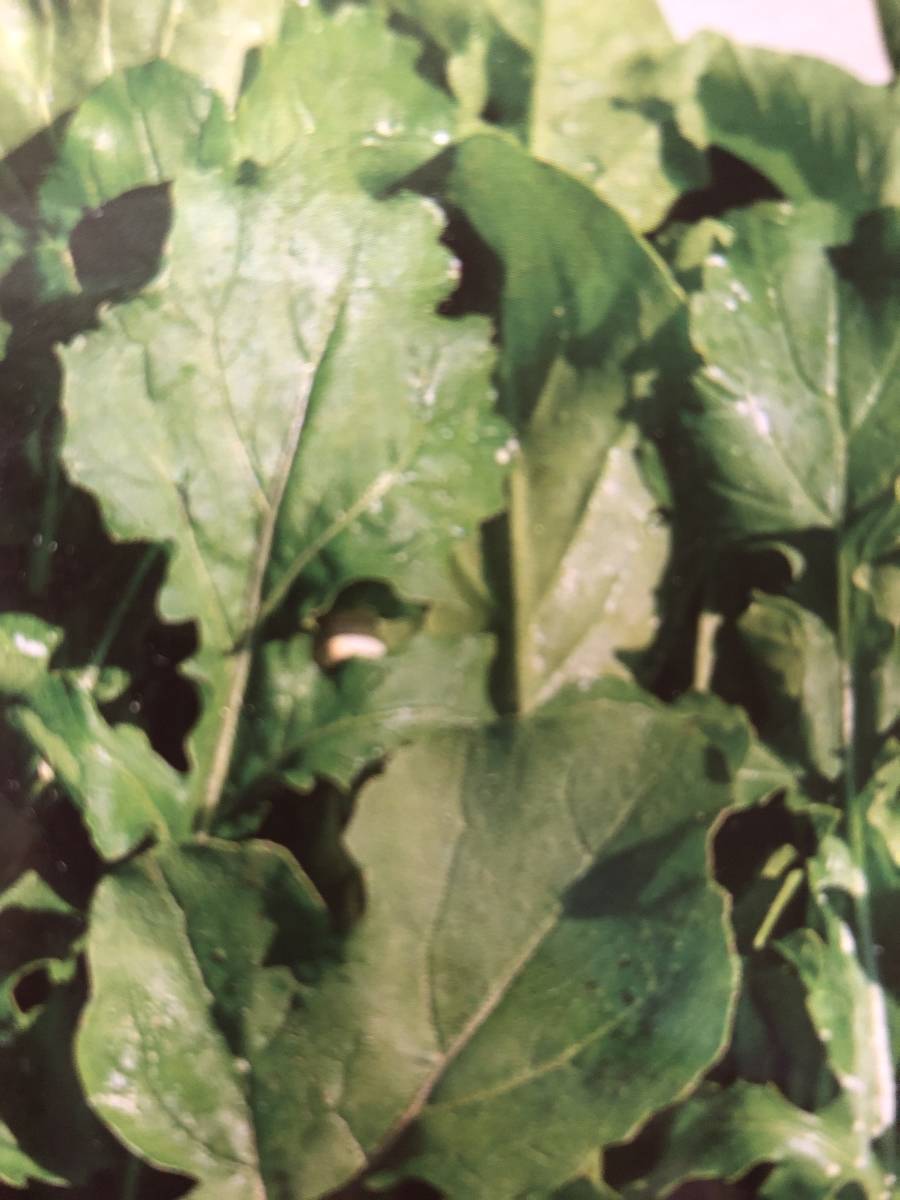 即決★ルッコラ 種子 約200粒★同梱可拍卖