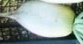 ★からいね白 辛味大根★種20粒★同梱可★拍卖