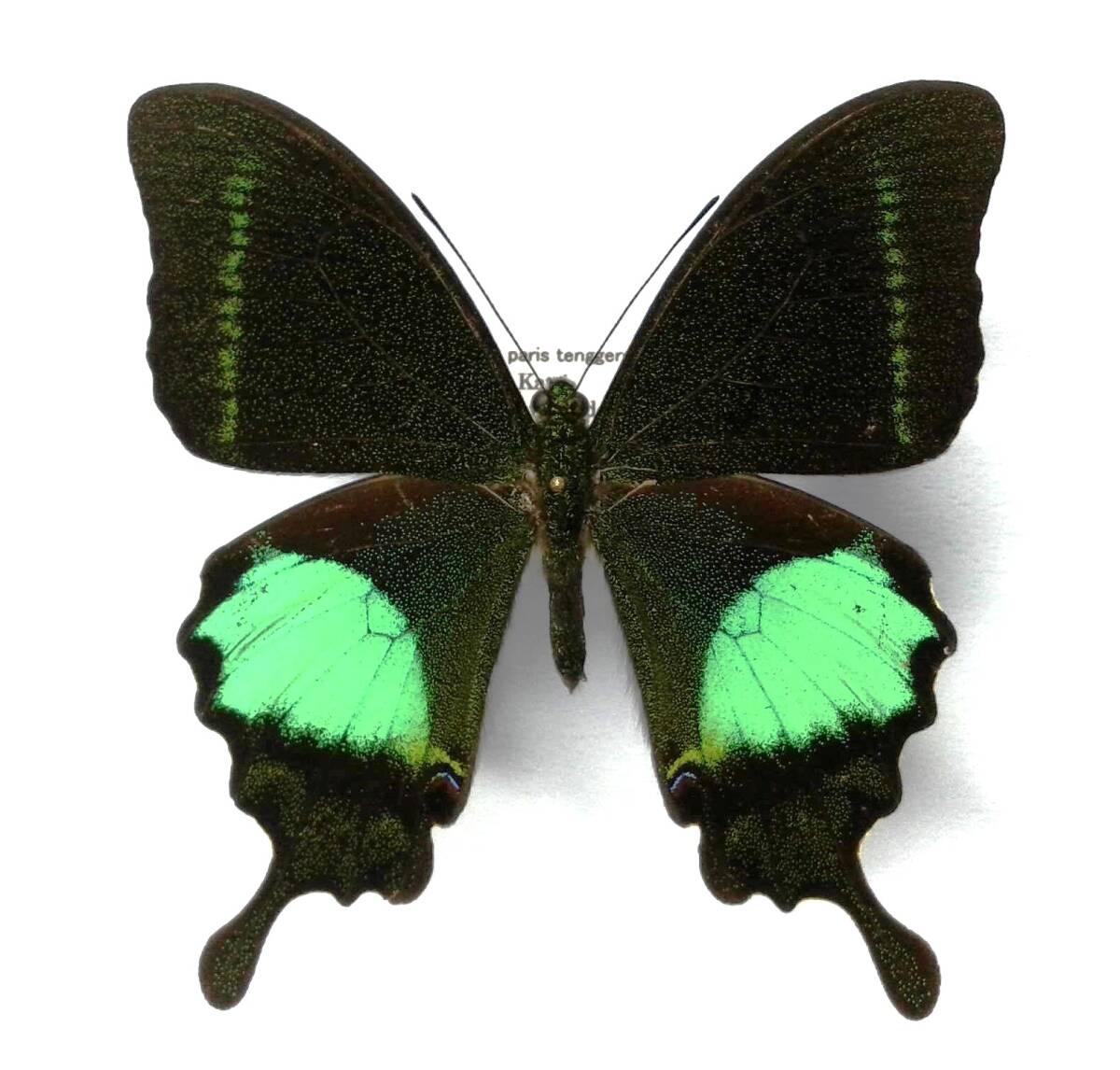 蝶 標本 ルリモンアゲハ tenggerensis ♂ East Java拍卖