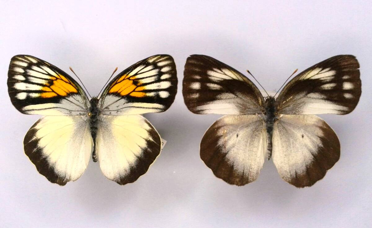 蝶 標本 レインワルディメスシロキチョウ reinwardti ♂♀ Kangean Is.拍卖