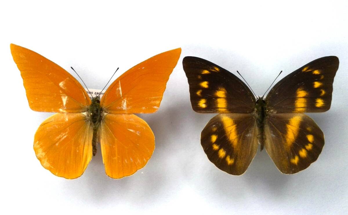 蝶 標本 ザリンダトガリシロチョウ zarinda ♂♀ Peleng Is.拍卖