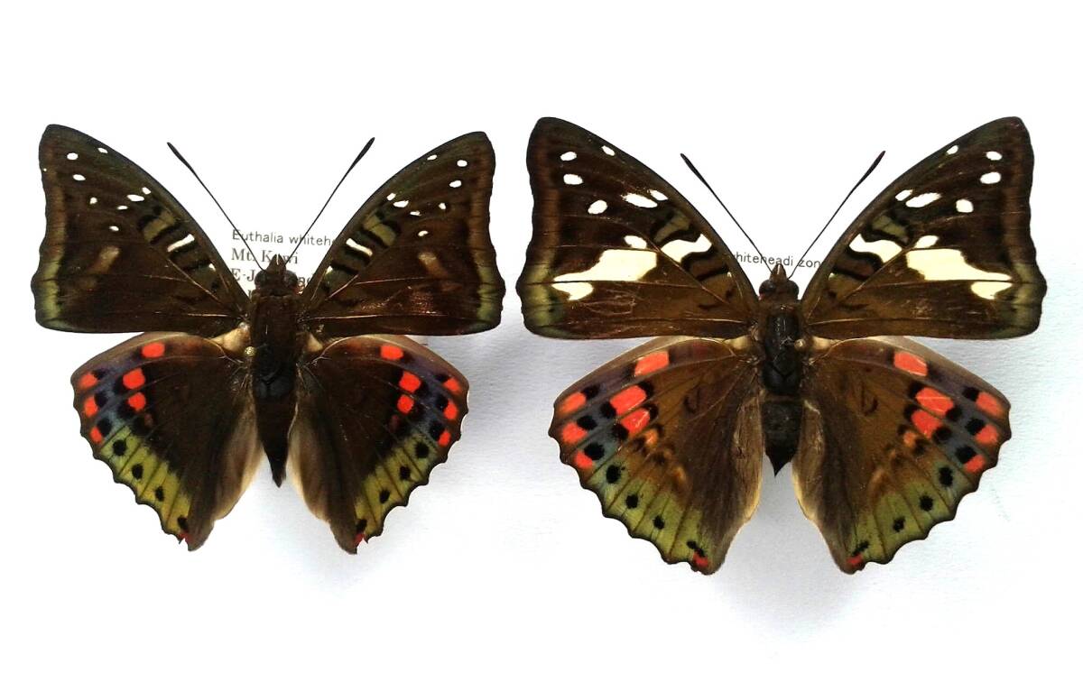 蝶 標本 ベニスジイナズマ whiteheadi ♂♀ East Jawa拍卖