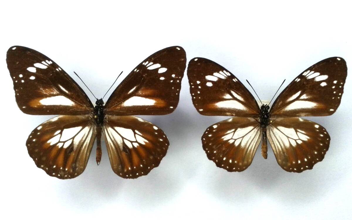 蝶 標本 アフィニスカバマダラ affinis ♂♀ Peleng Is.拍卖