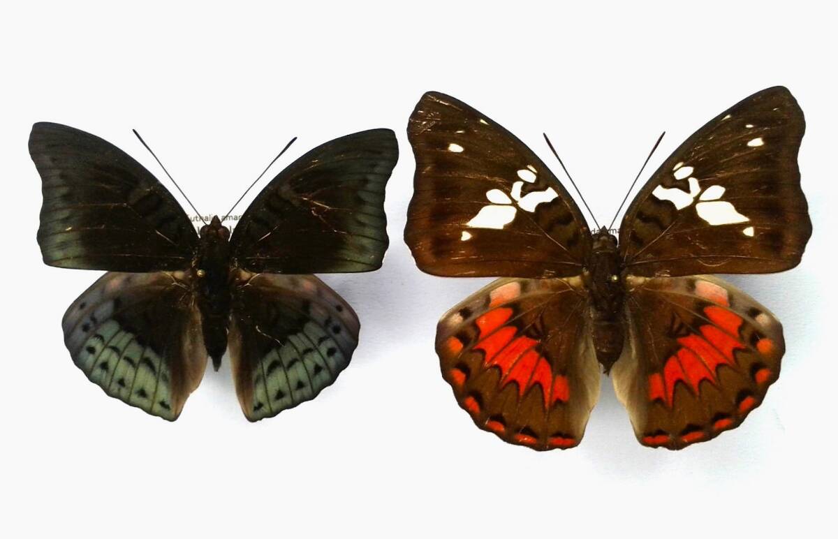 蝶 標本 アマンダベニボシイナズマ amanda ♂♀ Sulawesi拍卖