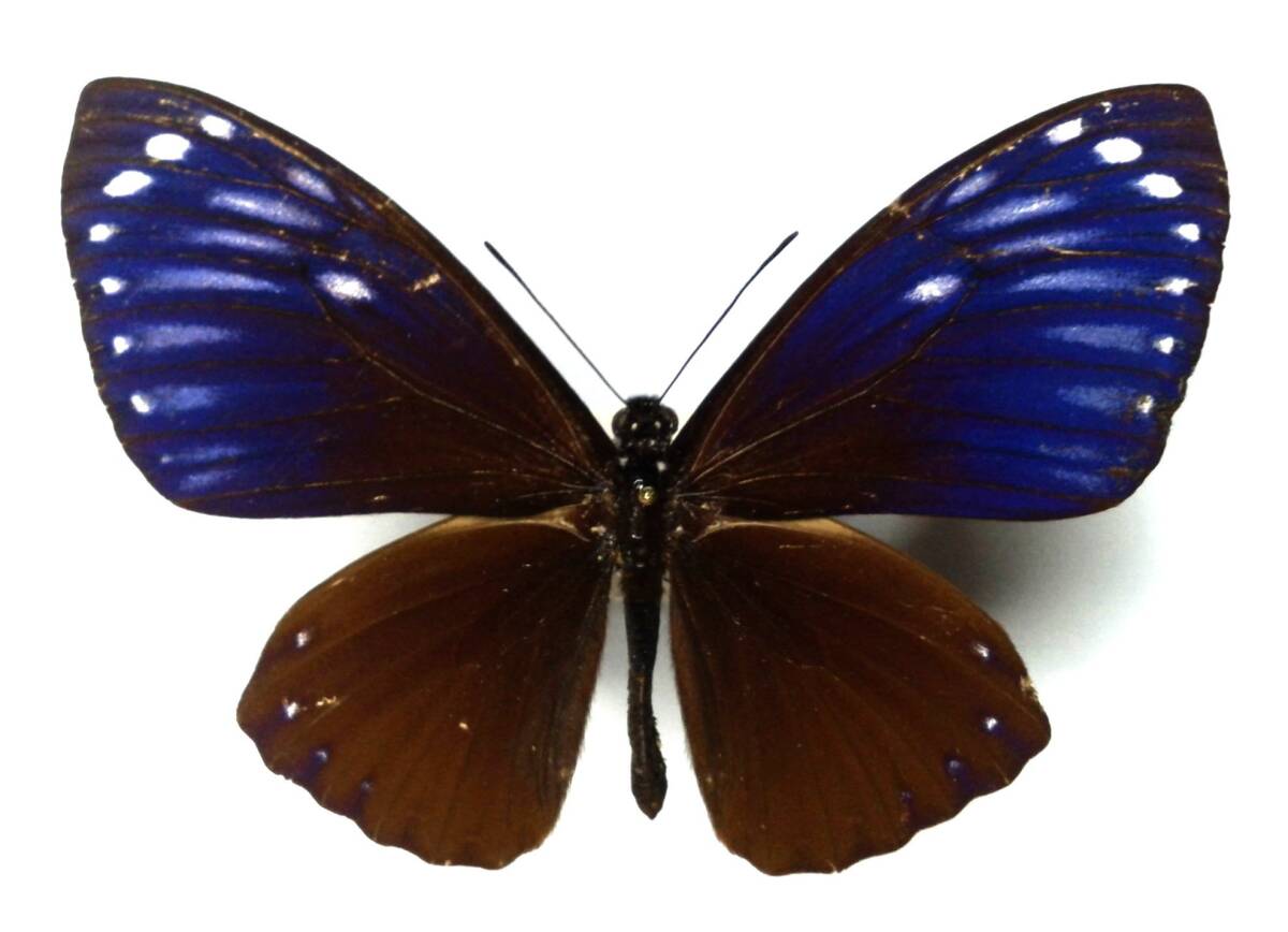 蝶 標本 ムラサキマネシアゲハ paradoxa ♂ West Java拍卖