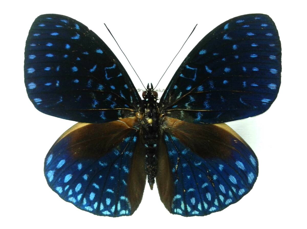蝶 標本 ルリカスリタテハ H.velutina ♂ Peru拍卖