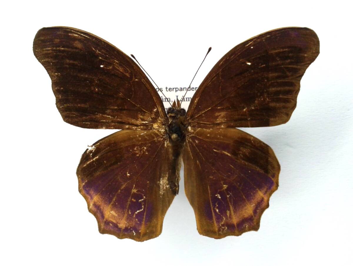 蝶 標本 ビロードタテハ terpander ♂ Vietnam拍卖