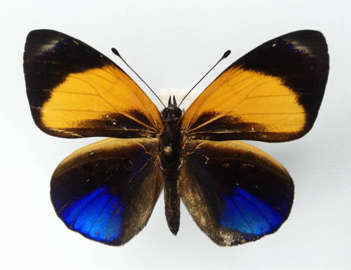 蝶 標本 マエキアカネタテハ A.markii ♂ Peru拍卖