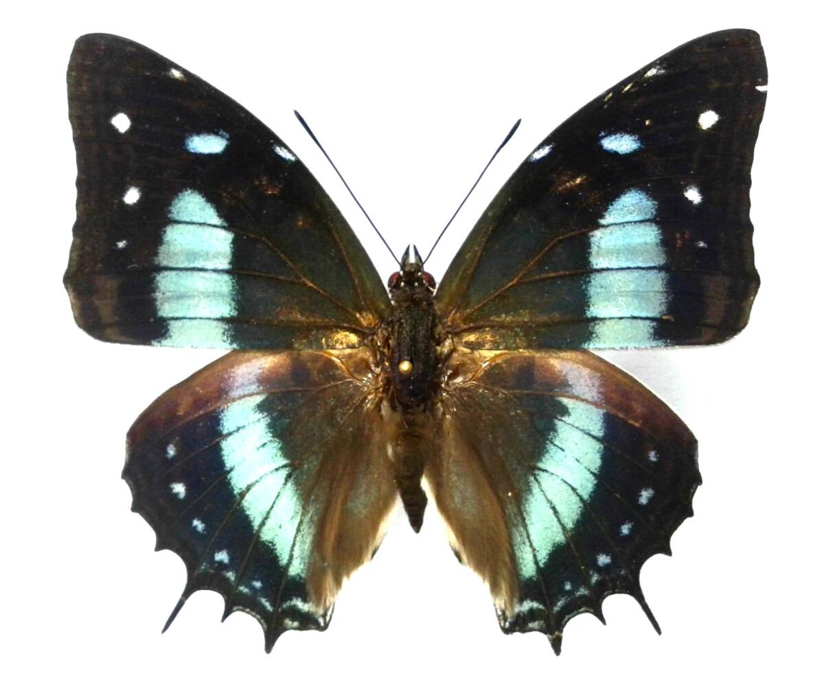 蝶 標本 ルリオビミツオタテハ amazonicus ♂ Peru拍卖