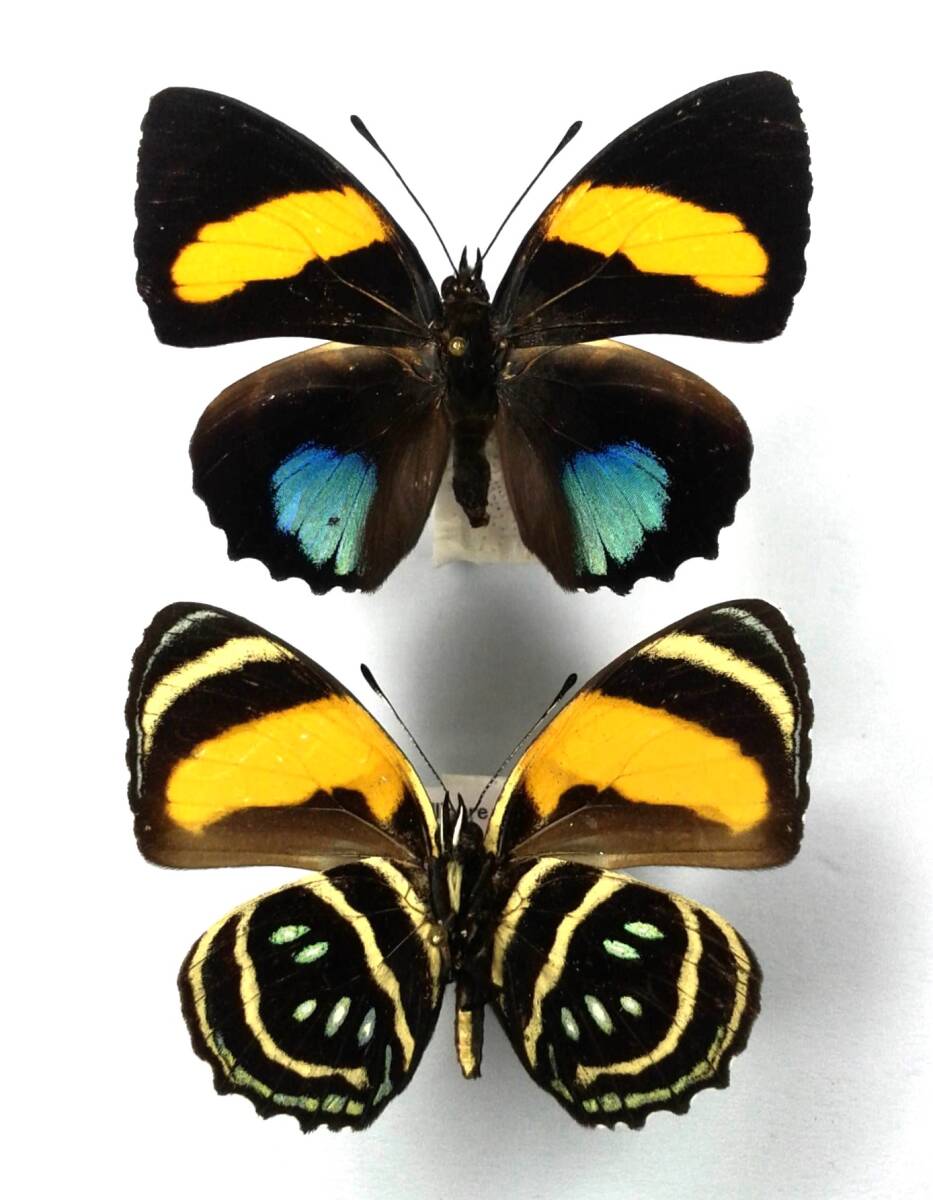 蝶 標本 ルリボシウズマキタテハ C.aegina ♂♂ Peru拍卖