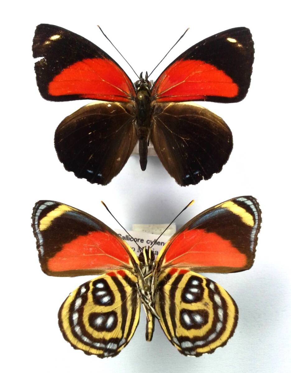 蝶 標本 キレネウズマキタテハ C.cyllene ♂♂ Peru拍卖