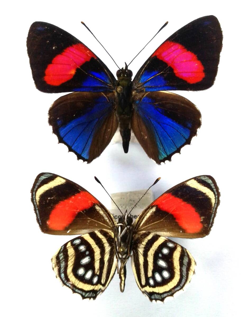 蝶 標本 ホソバウズマキタテハ C.hesperis ♂♂ Peru拍卖