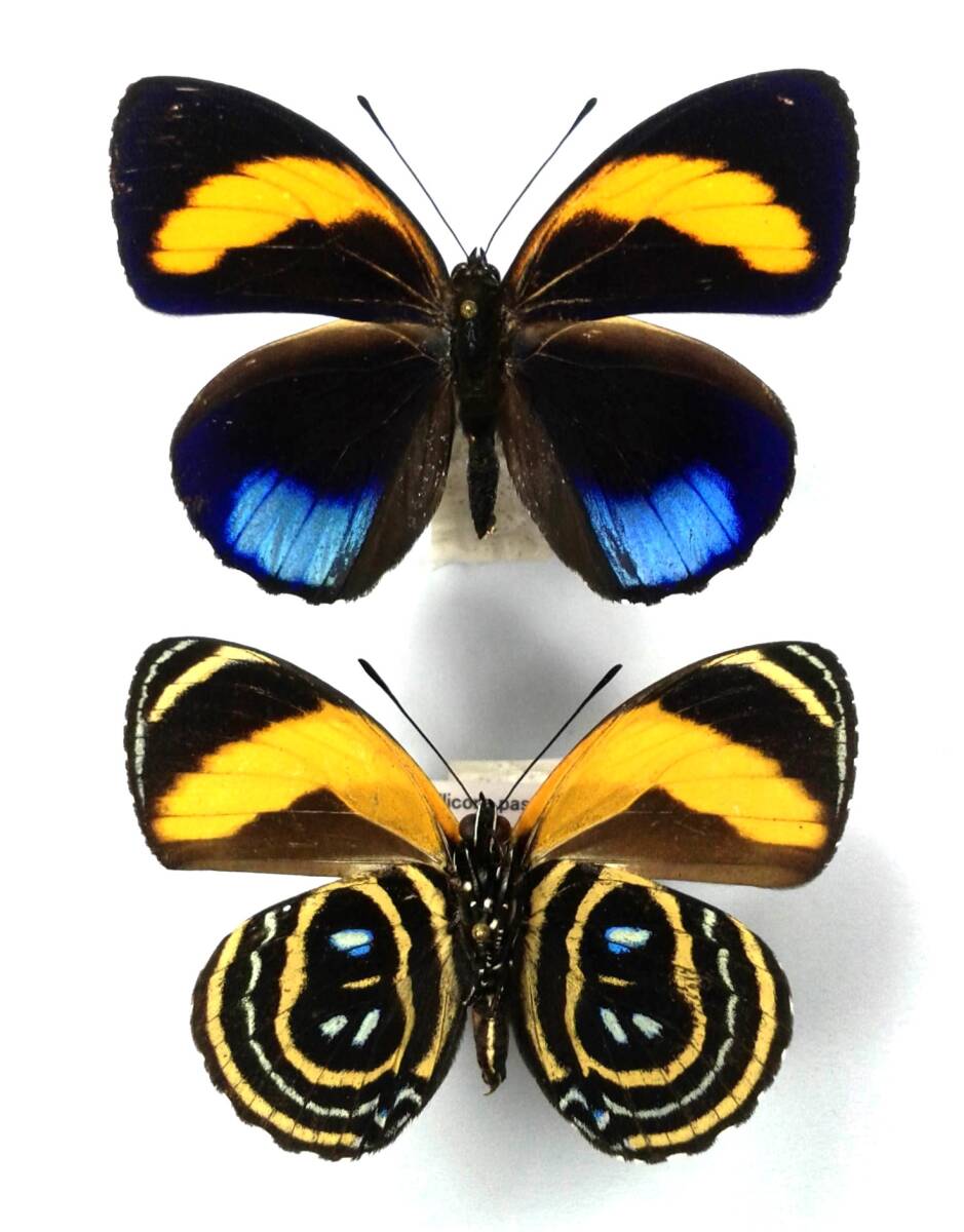 蝶 標本 ムラサキウズマキタテハ C.pastazza ♂♂ Peru拍卖