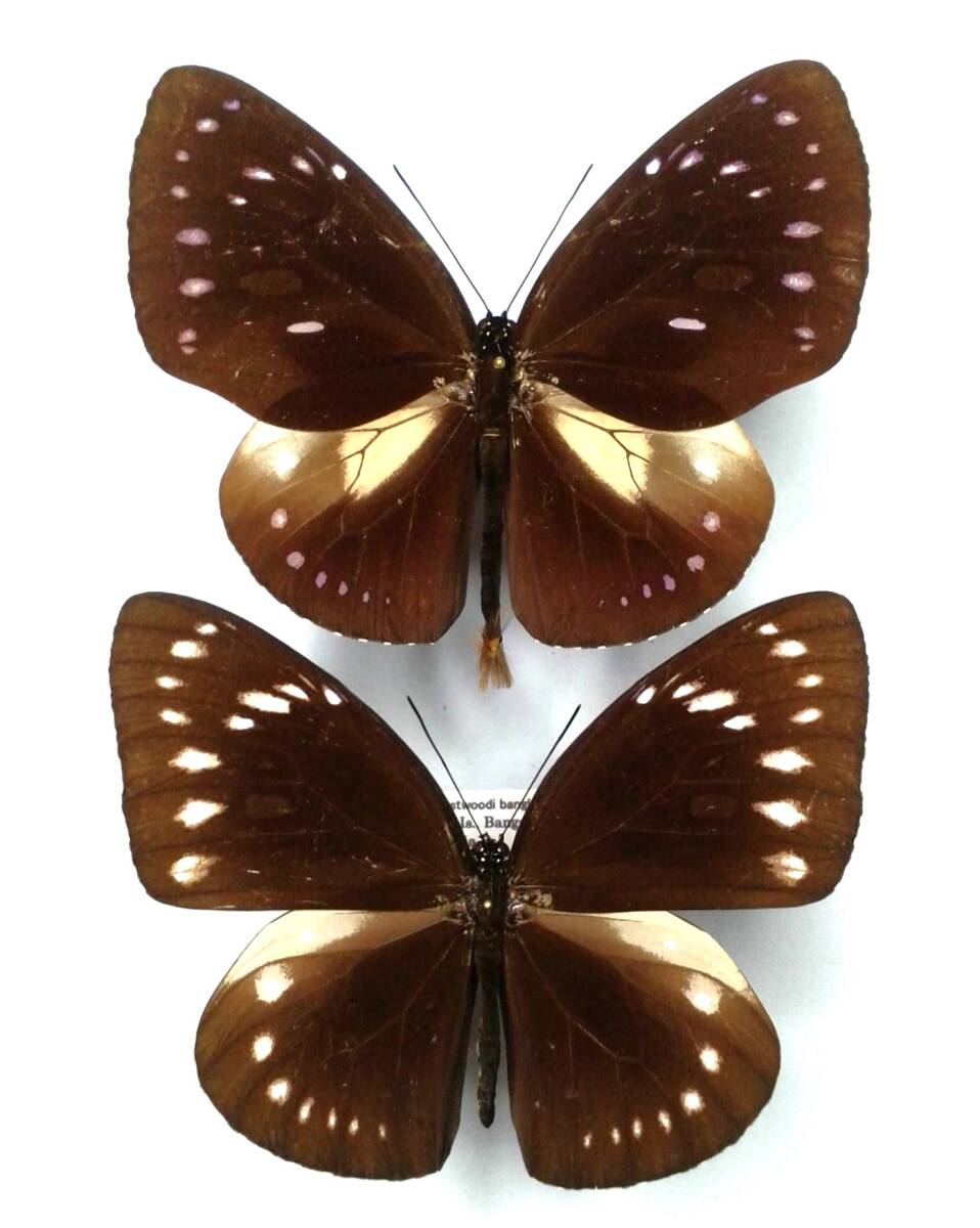 蝶 標本 リュウセイルリマダラ westwoodi ♂♀ Peleng Is.拍卖