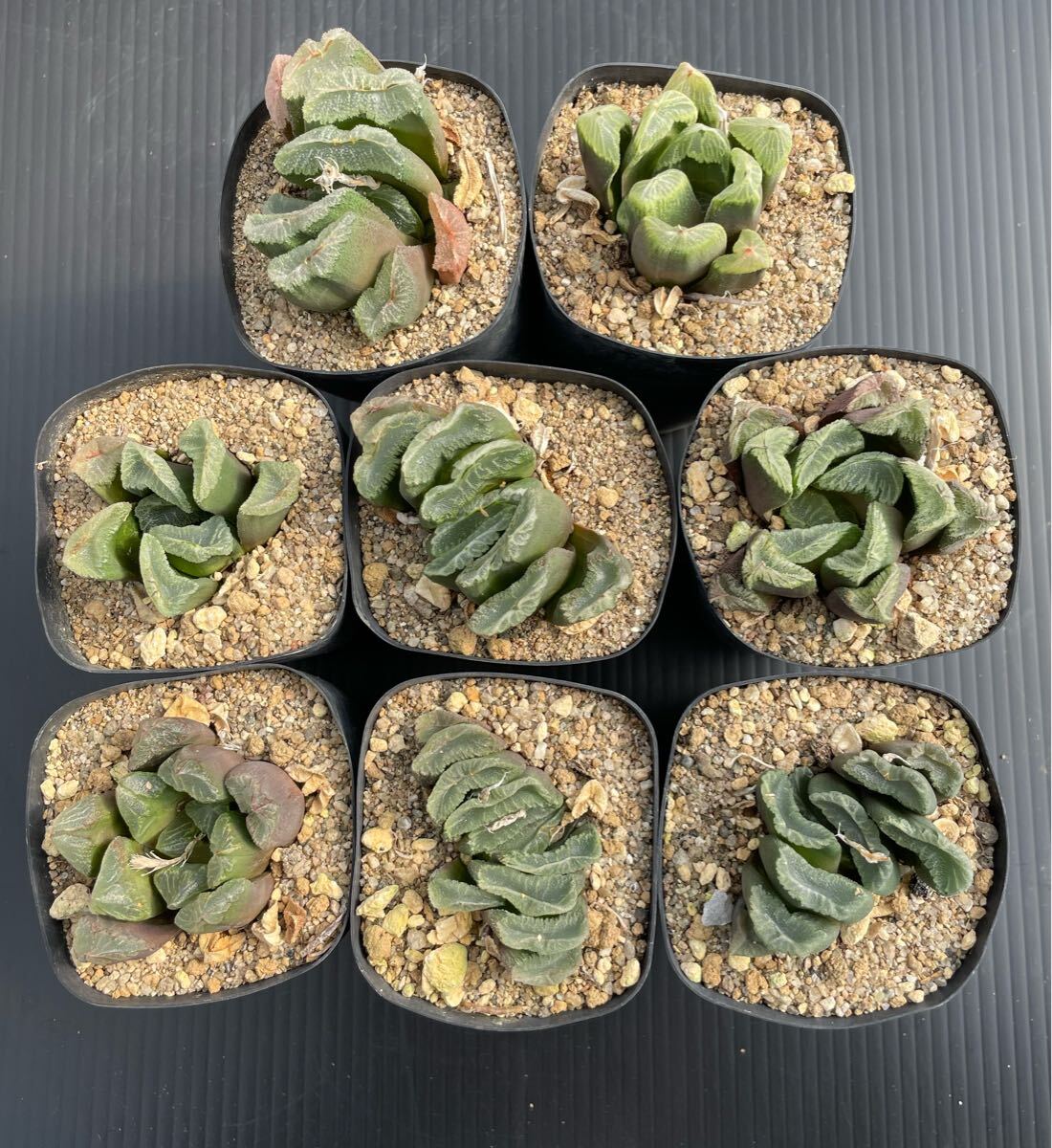 ハオルチア 万象交配種 8株セット 多肉植物 サボテン 実生拍卖