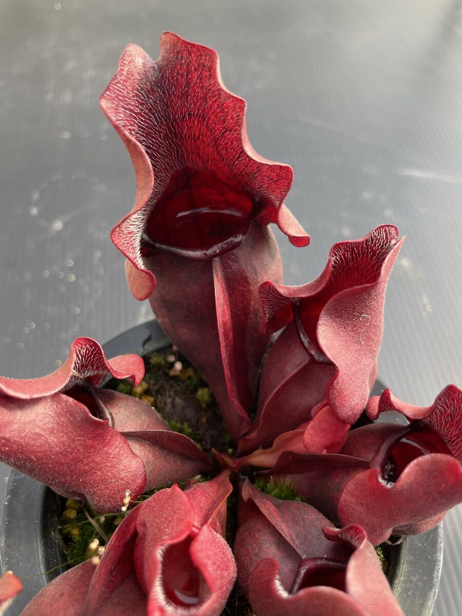 サラセニア プルプレア実生 良型丸葉 食虫植物 拍卖
