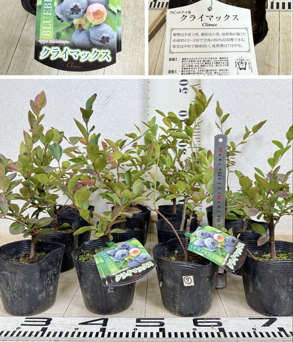【7.ブルーベリー ラビットアイ系 ”クライマックス” 4.5号 12鉢セット 現品販売 送料無料 沖縄県、離島配送不可】拍卖